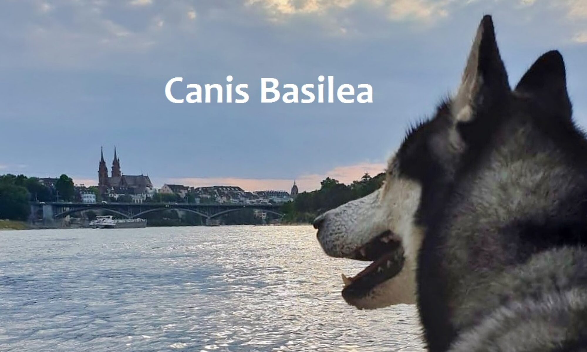 Canis Basilea